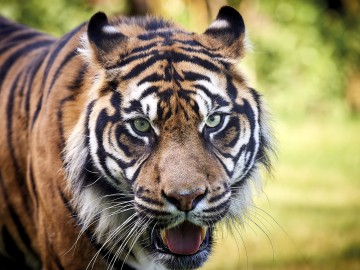 Zoo de la Flèche