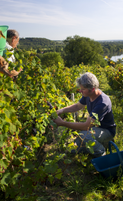 All about wine